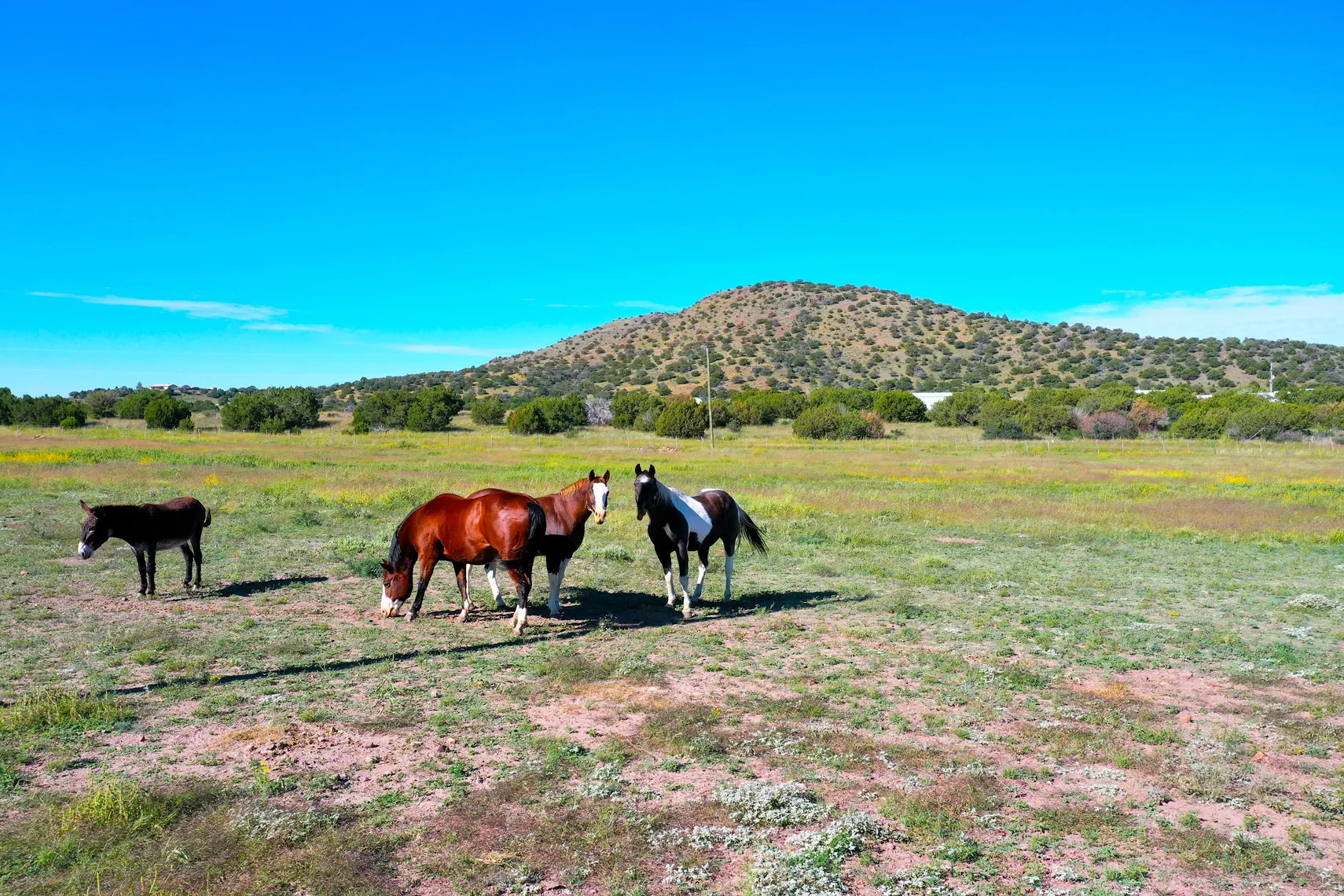 Horses grazing on the property